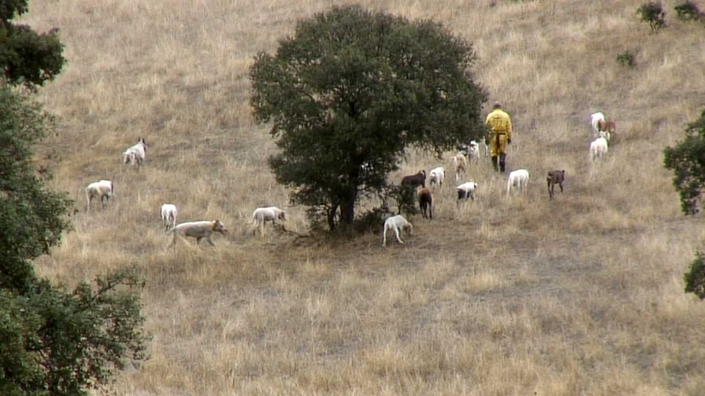 RPAS, drones multirrotores eaglecam gruponao