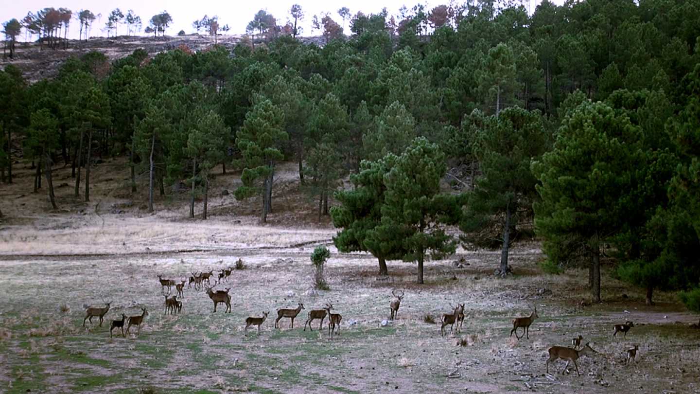 RPAS, drones multirrotores eaglecam gruponao