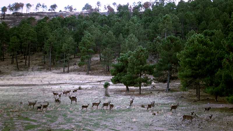 RPAS, drones multirrotores eaglecam gruponao