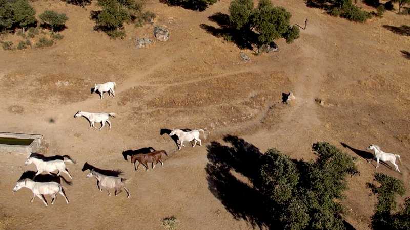 RPAS, drone multirrotor eaglecam gruponao