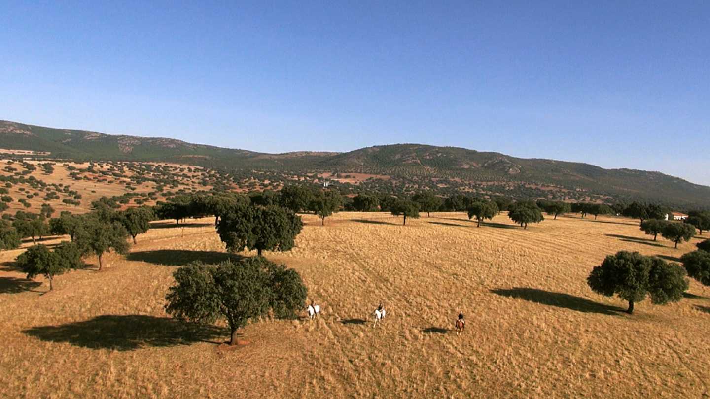 RPAS, drones multirrotores eaglecam gruponao