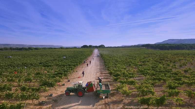 RPAS, drones multirrotores eaglecam gruponao