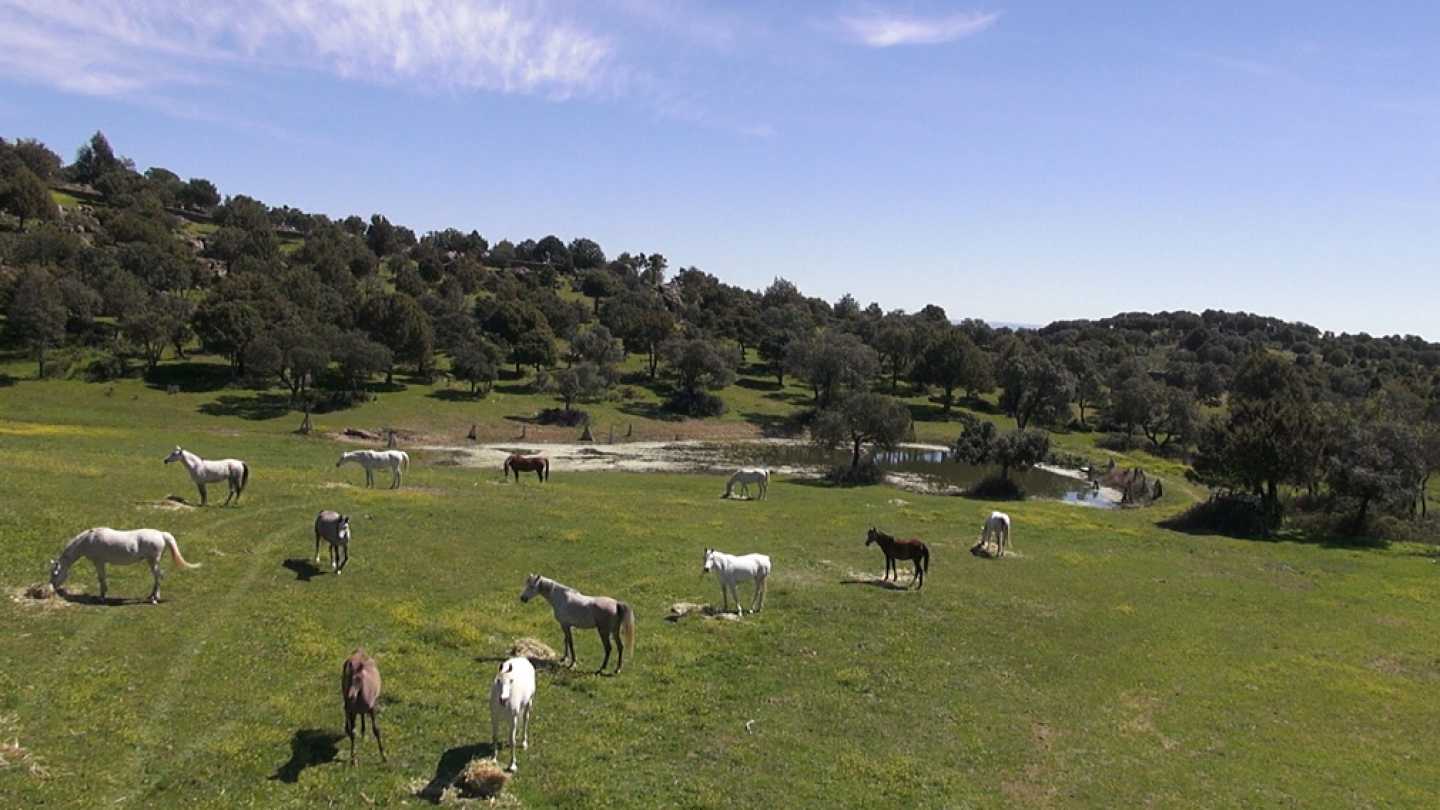 RPAS, drones multirrotores eaglecam gruponao
