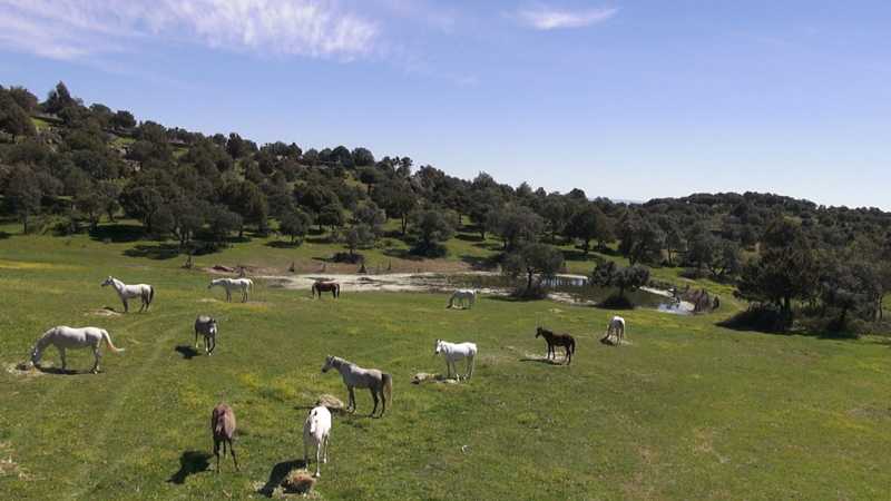 RPAS, drones multirrotores eaglecam gruponao