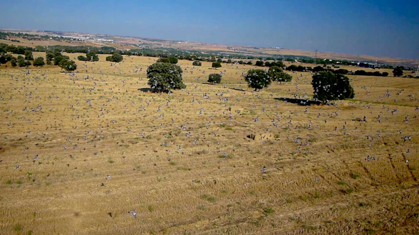 RPAS, drone multirrotor eaglecam gruponao
