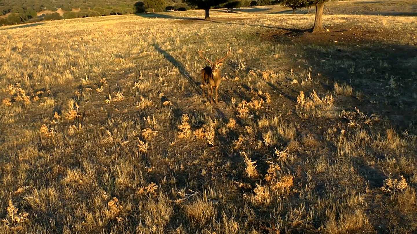 RPAS, drone multirrotor eaglecam gruponao