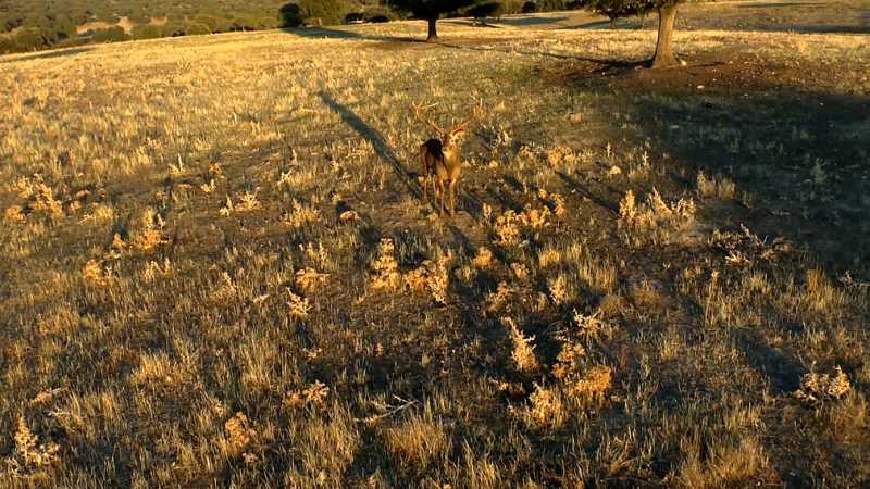 RPAS, drone multirrotor eaglecam gruponao